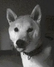 Hiro The Doggo Logo